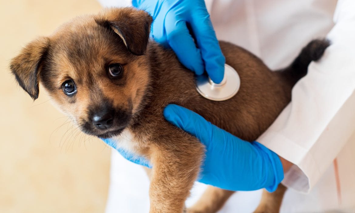 Hohe Tierarztkosten pushen Nachfrage nach Tierversicherung